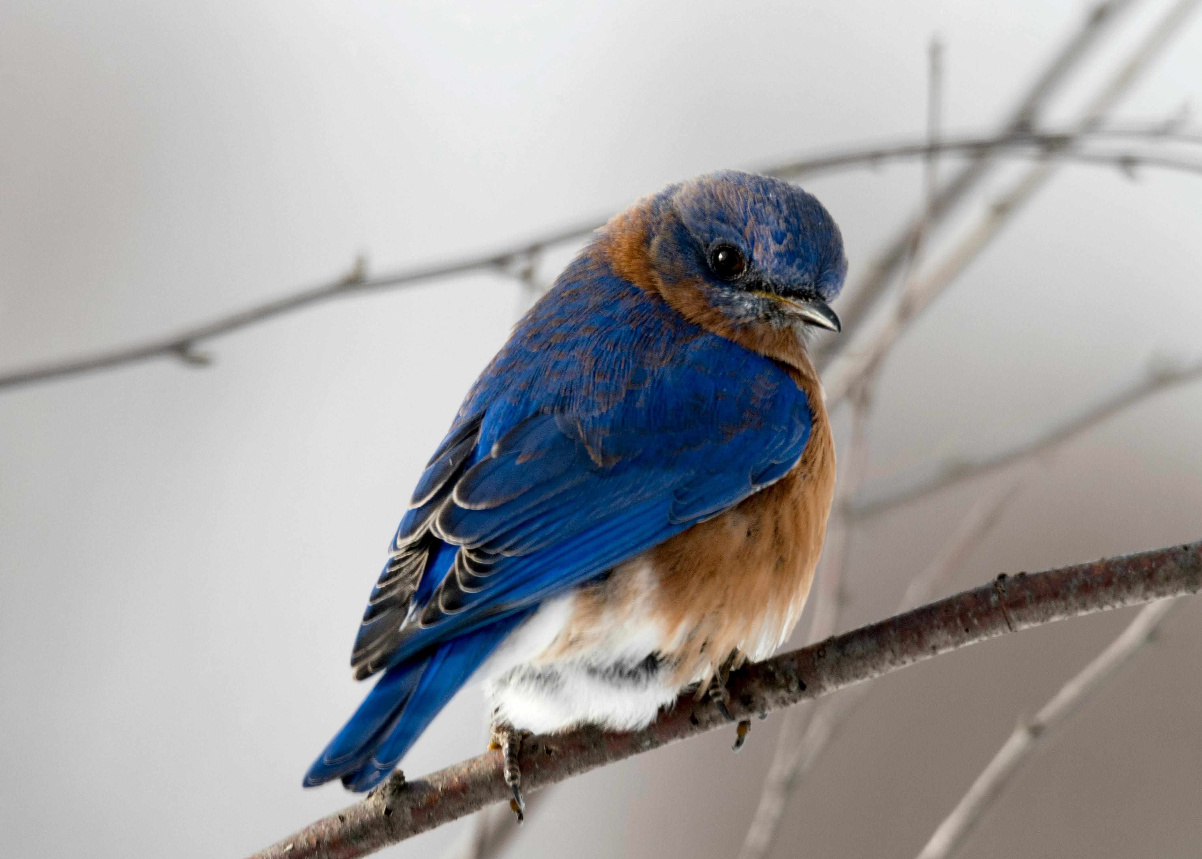 bluebird
