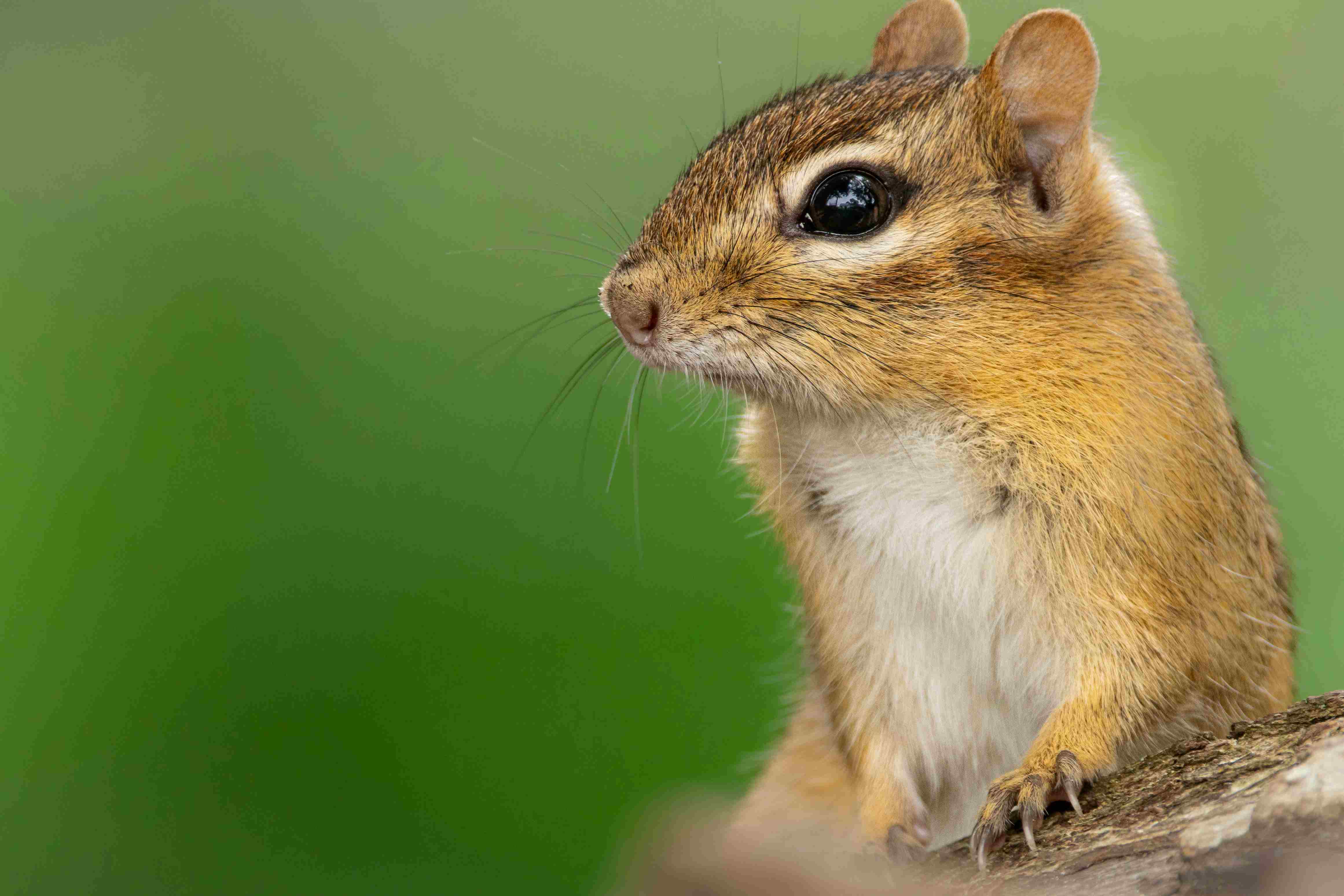 chipmunk