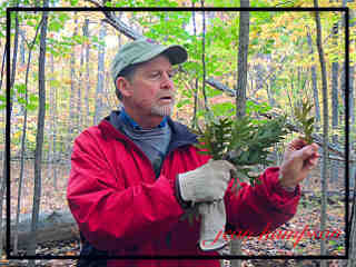 leaf demonstration