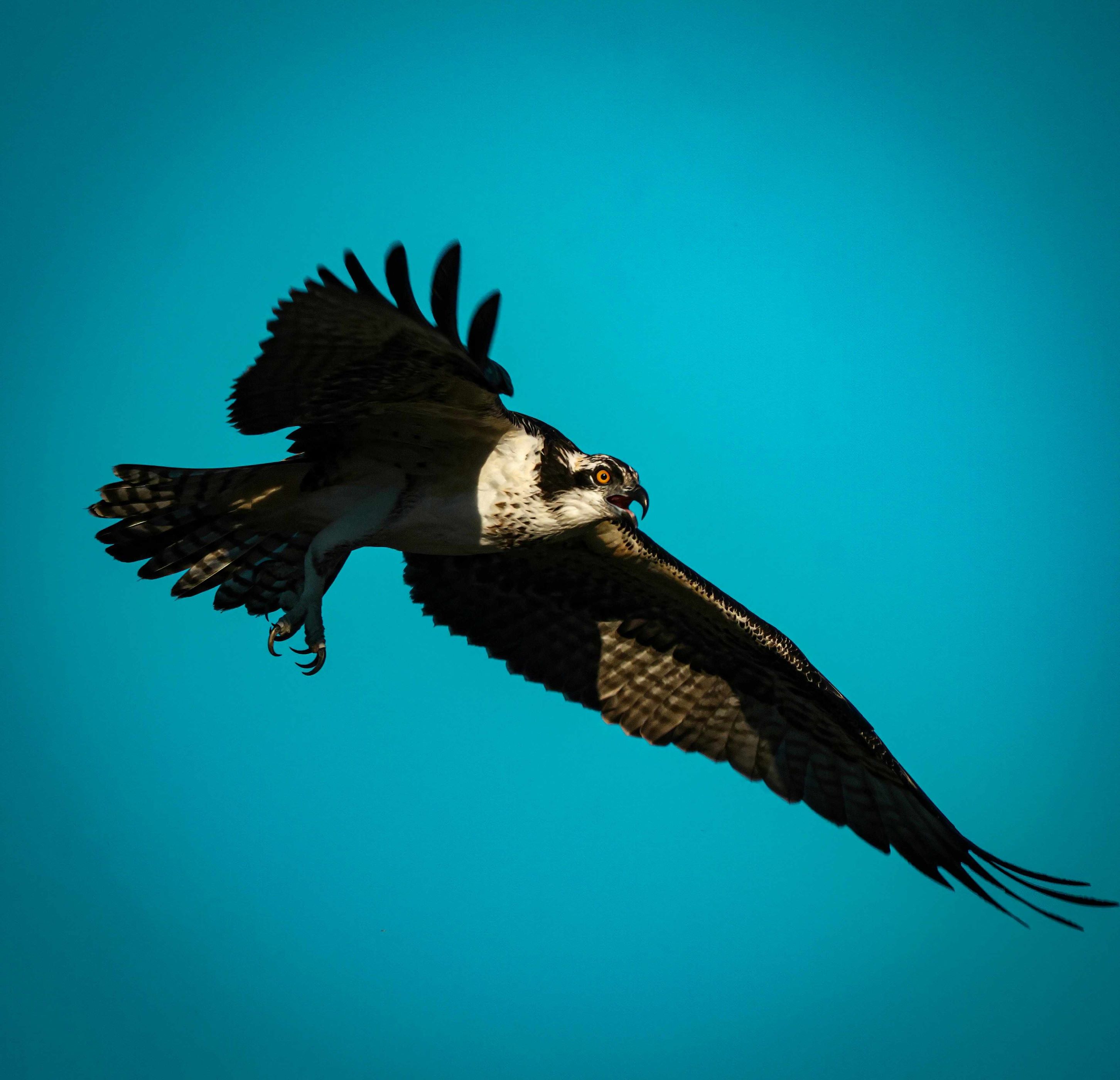 osprey