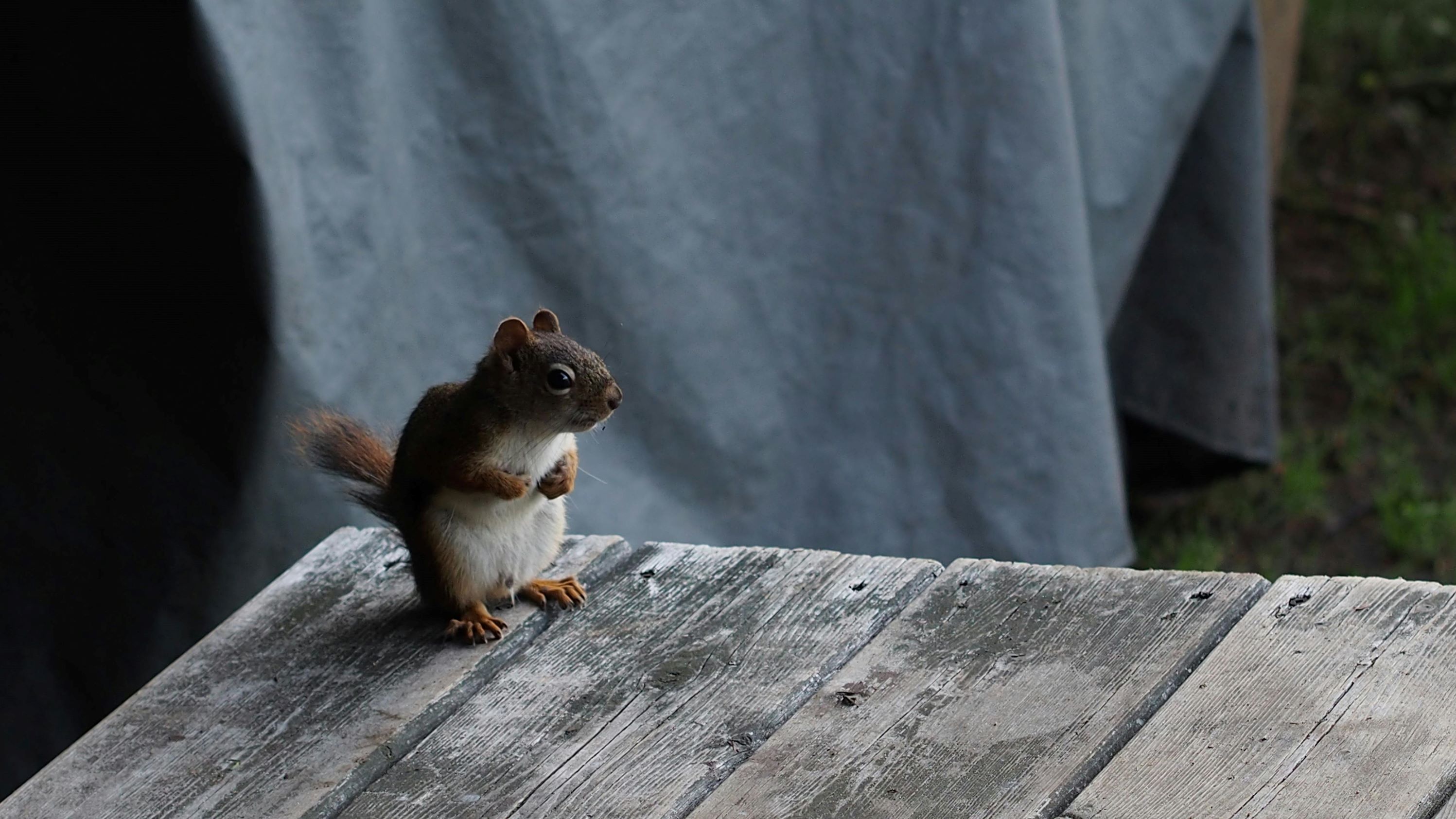 squirrel